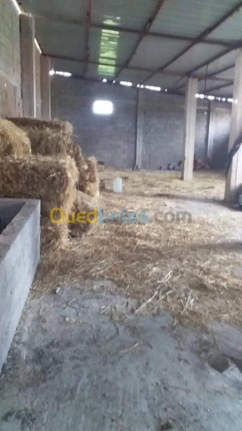 Vente Terrain Agricole Tlemcen Hennaya