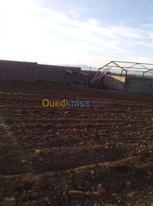 Vente Terrain Agricole Tlemcen Hennaya