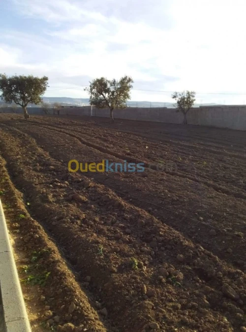Vente Terrain Agricole Tlemcen Hennaya