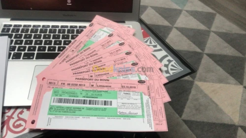 Bovins d'engraissement