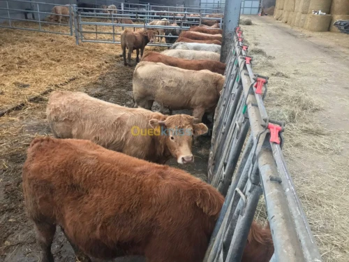 Bovins d'engraissement