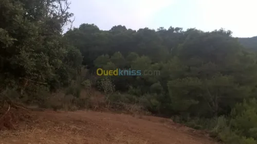 Vente Terrain Tipaza Tipaza