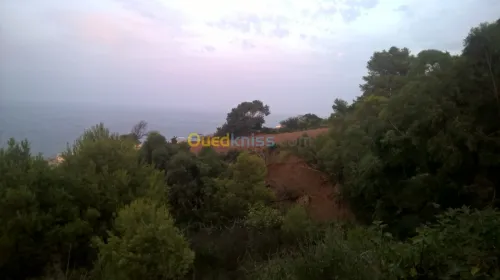 Vente Terrain Tipaza Tipaza