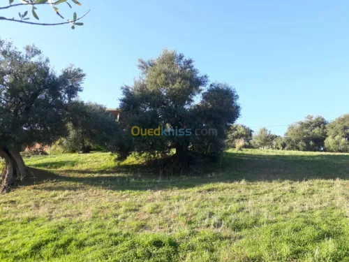 Vente Terrain Bejaia Ighram