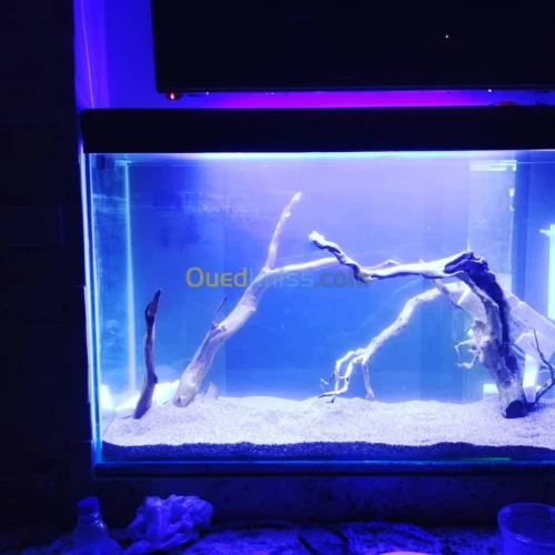 Montage et aménagement d'aquarium 