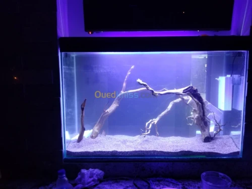 Montage et aménagement d'aquarium 