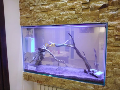 Montage et aménagement d'aquarium 