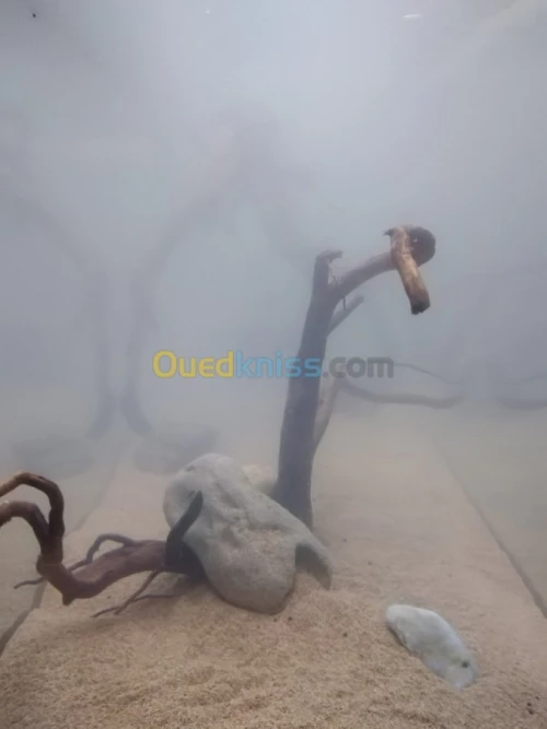 Montage et aménagement d'aquarium 