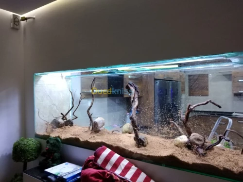 Montage et aménagement d'aquarium 