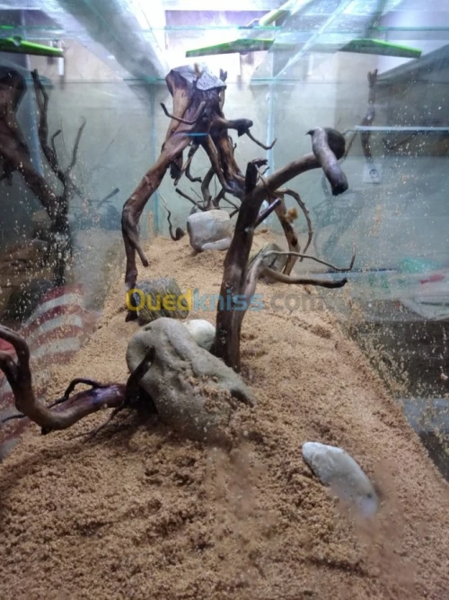 Montage et aménagement d'aquarium 