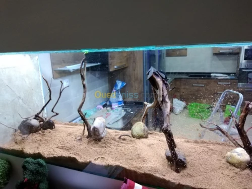 Montage et aménagement d'aquarium 