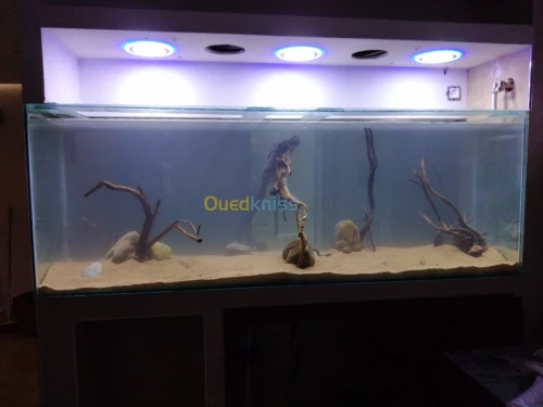 Montage et aménagement d'aquarium 