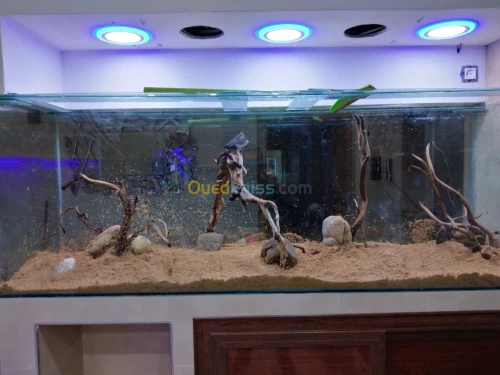 Montage et aménagement d'aquarium 