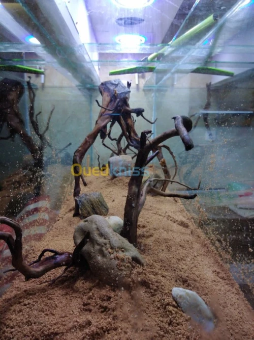 Montage et aménagement d'aquarium 