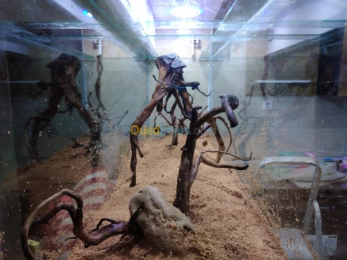 Montage et aménagement d'aquarium 