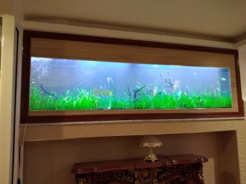 Montage et aménagement d'aquarium 