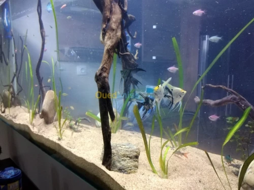 Montage et aménagement d'aquarium 