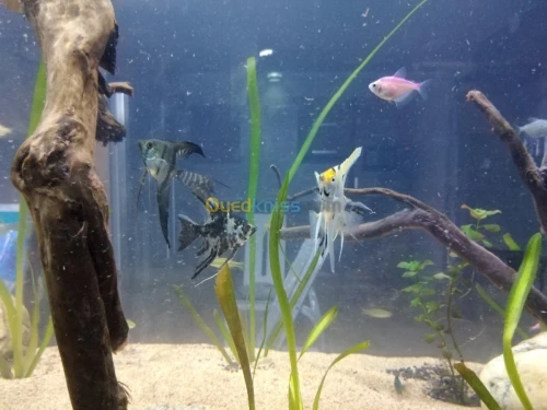 Montage et aménagement d'aquarium 