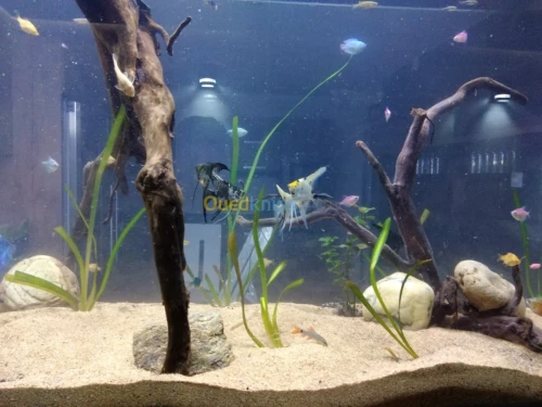 Montage et aménagement d'aquarium 