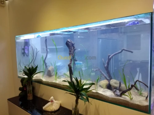 Montage et aménagement d'aquarium 