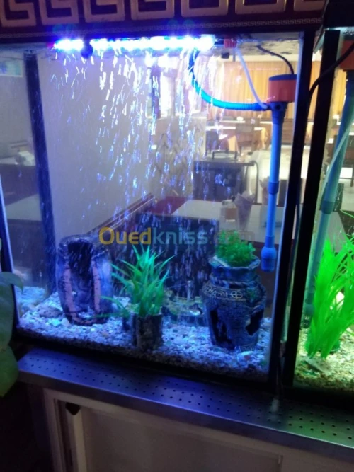 Montage et aménagement d'aquarium 