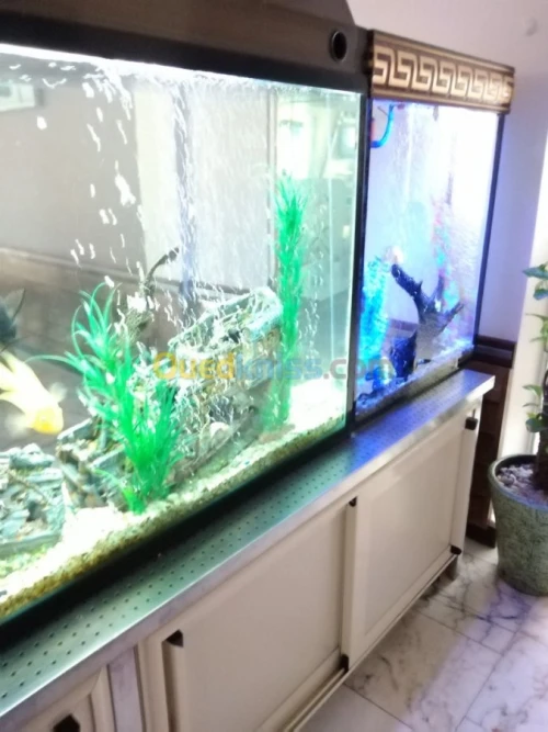 Montage et aménagement d'aquarium 