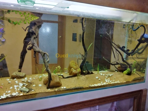Montage et aménagement d'aquarium 
