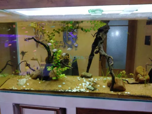 Montage et aménagement d'aquarium 