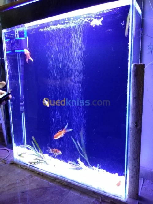 Montage et aménagement d'aquarium 