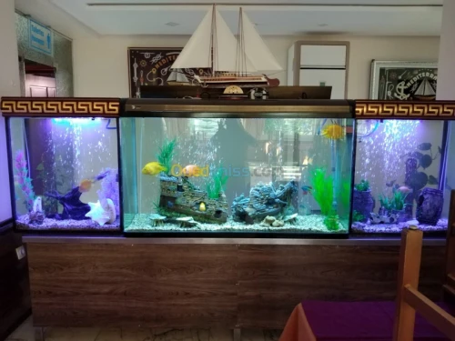Montage et aménagement d'aquarium 
