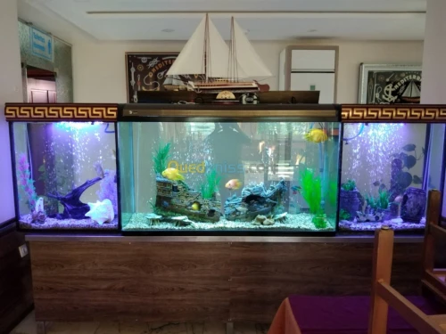 Montage et aménagement d'aquarium 