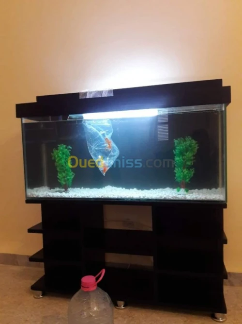 Montage et aménagement d'aquarium 