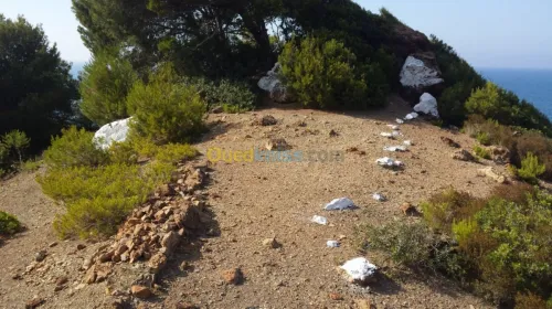 Vente Terrain Tipaza Larhat