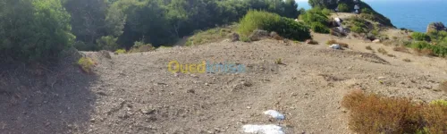 Vente Terrain Tipaza Larhat