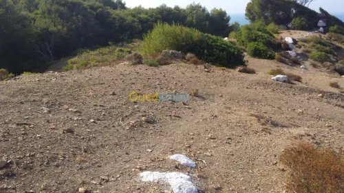 Vente Terrain Tipaza Larhat