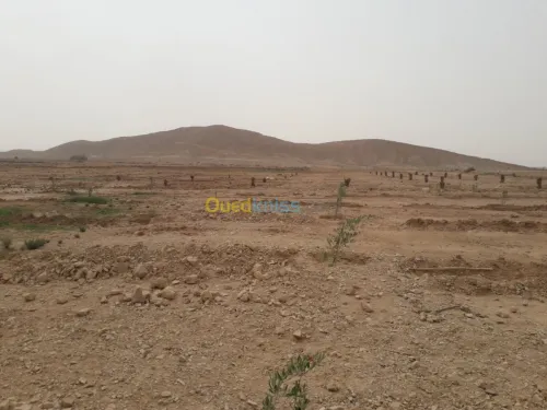 Vente Terrain Agricole Biskra El hadjeb