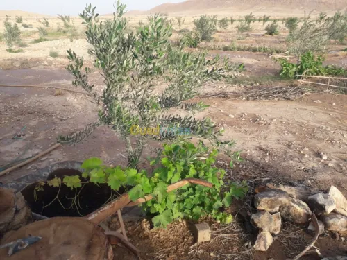 Vente Terrain Agricole Biskra El hadjeb