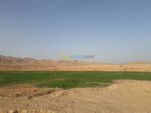 Vente Terrain Agricole Biskra El hadjeb