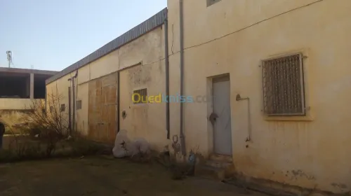 Vente Usine Tlemcen Hennaya