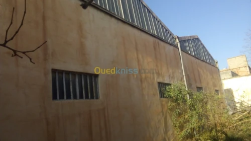 Vente Usine Tlemcen Hennaya