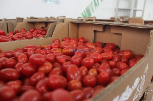 Tomate Cerise 