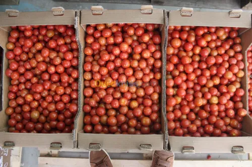 Tomate Cerise 
