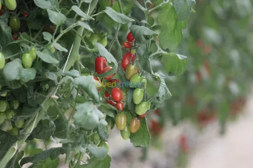 Tomate Cerise 