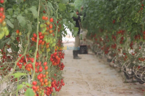 Tomate Cerise 