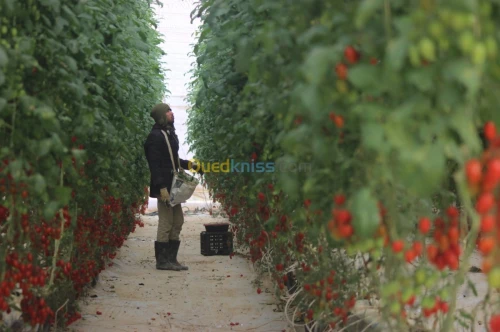 Tomate Cerise 