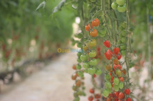 Tomate Cerise 