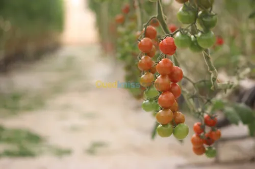 Tomate Cerise 