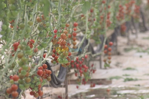 Tomate Cerise 