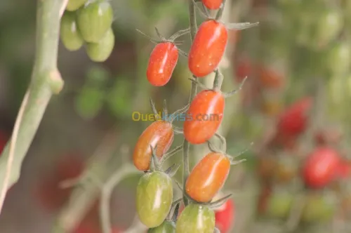 Tomate Cerise 