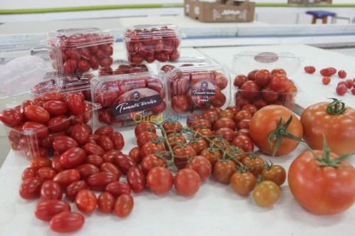 Tomate Cerise 